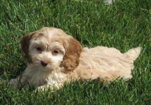Adorable Cockapoo puppies. Text (***) ***-***7