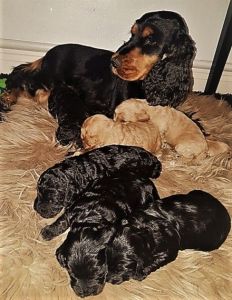 First Generation Show Cockapoo Pups Pra&fn-clear,text ***