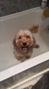 Stunning Apricot F1b Cockapoo Puppies,text ***