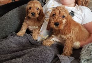 Cockapoo Puppies