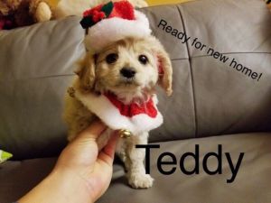 Cockapoo - Teddy - Male