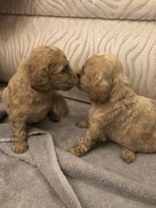 Gorgeous Cockapoo Puppies!