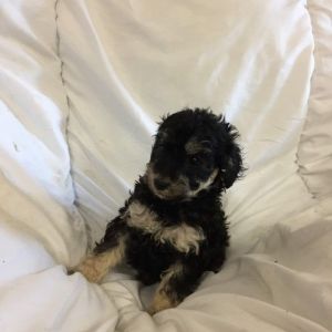 Cockapoo Puppies
