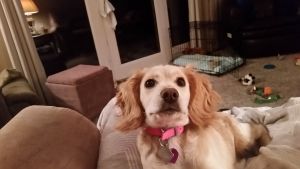 7 month cockapoo female