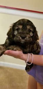 Cocker Spaniel puppies