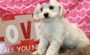 Playful and Social Cockapoo Puppies