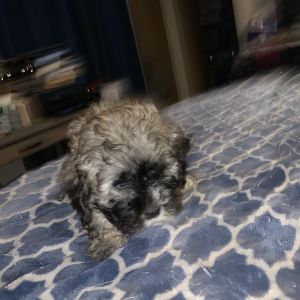 Cockapoo and teddy bear mix