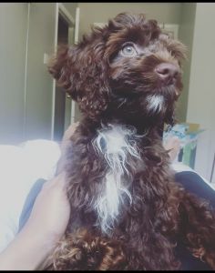 Cockapoo for sale