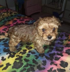 FEMALE YORKIE./COCAPOO PUPPY