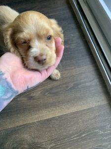 9 week old Cockapoo Female