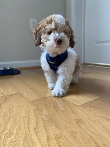Cockapoo for sale