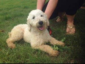 Cockapoo Puppies for new homes