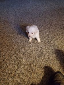 1 female cockapoo puppies left