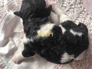 Hypoallergenic Cockapoos puppies in WA