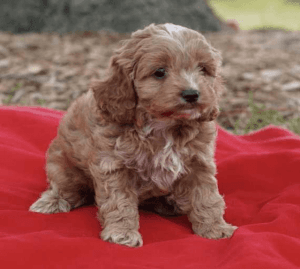 Healthy F1 Cockapoo Puppies