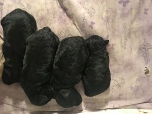 Hypoallergenic Cockapoos Puppies