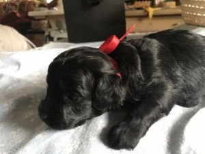 North West Cockapoos