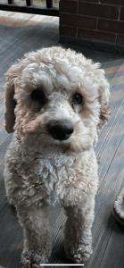 10 month old Cockapoo For sale