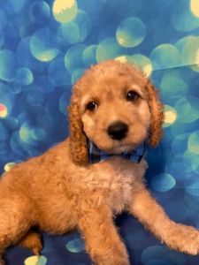 Sam High Quality Beautiful F2 Cockapoo Puppies for sale !!