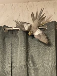 Two Female Cockatiels with large cage