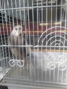 5 months old cockatiel Ozi