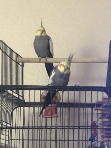 3 male cockatiels looking a for stable, happy home