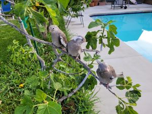 Hand fed/ tame white face cocktails