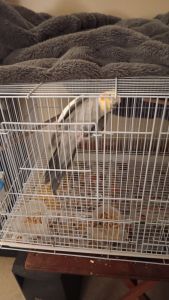 Cockatiel Birds for sale in Roslindale, Boston, MA, USA. price: $225