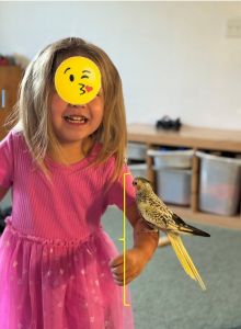 Female pearl cockatiel baby hand feed