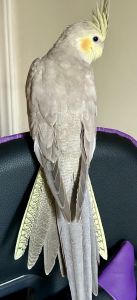 1.5 year old female cockatiel