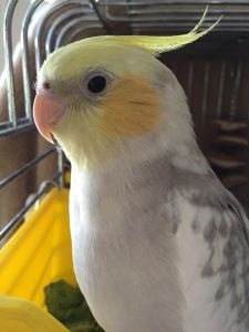 Pet cockatiel for sale