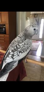 Bahar she is buetiful bird