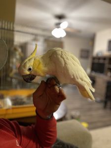 Cockatoo for sale