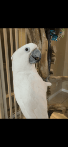 Umbrella cockatoo