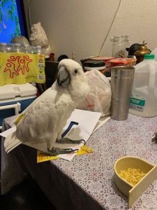 Cockatoo for sale