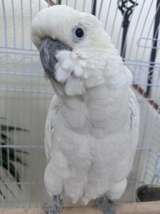 Cockatoo Sulfer Crested