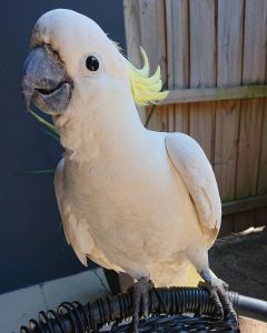 Umbrella crested cockatoo Now