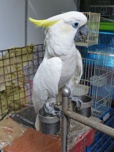Umbrella Cockatoos now