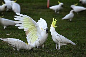 Beautiful cockatoo babies are available.