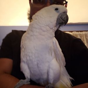 Cockatoo male for sale