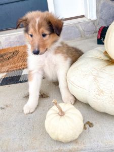 Female Rough Collie