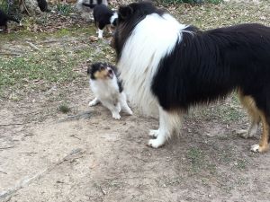 Collie puppies