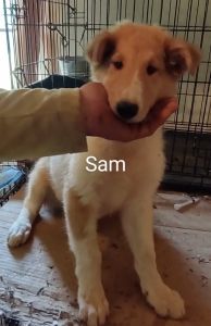 Rough collie boy pup (lassie dog)