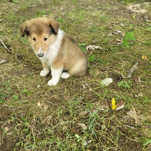 Morgan Male AKC Rough Collie