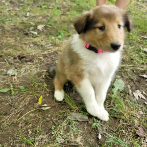 Lacy Female AKC Rough Collie