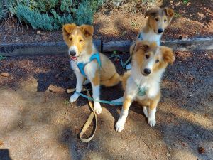 Purebred Rough Collie Puppies