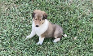 AKC Rough Collie puppies for sale