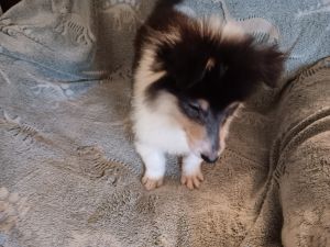 3 female, rough coat collie pups