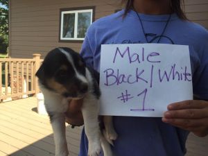 Adorable Male And Female Collie Pups For Adoption