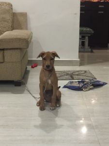 Combai breed puppy name Shera